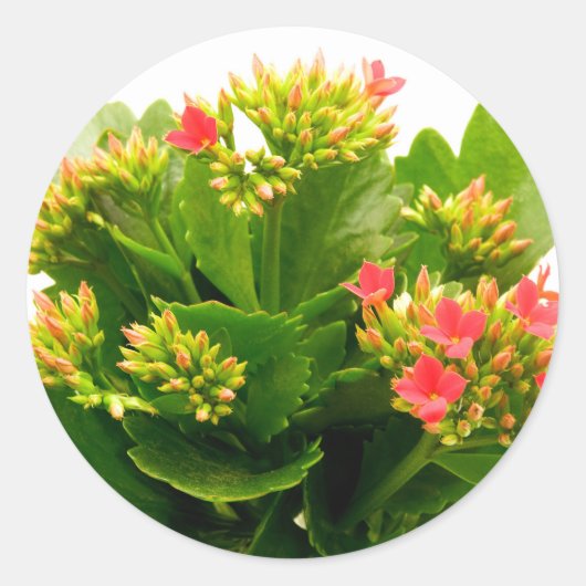 Kalanchoe blossfeldiana runder aufkleber (Vorderseite)