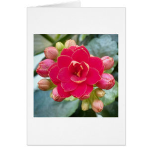 Kalanchoe-Blume