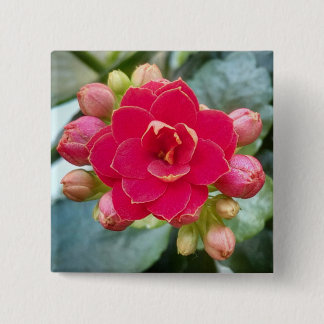 Kalanchoe-Blume Button