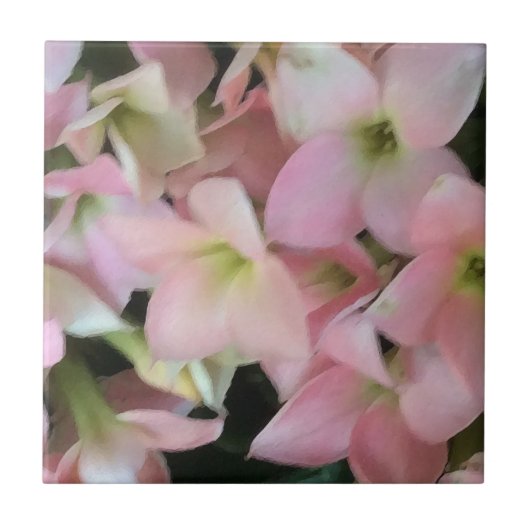 Kalanchoe Blume Fliese (Vorderseite)