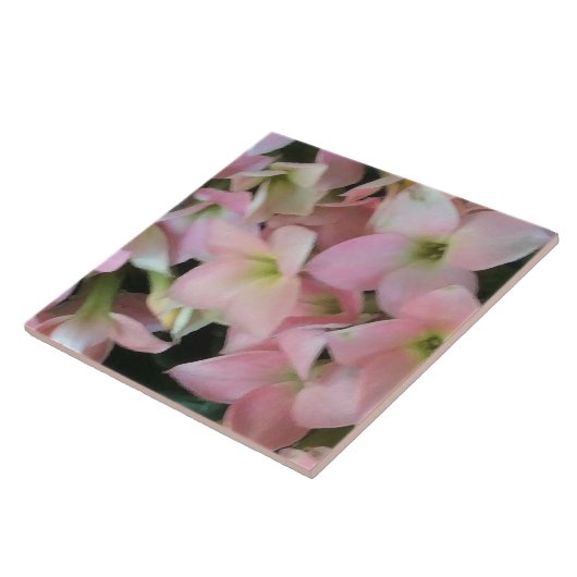 Kalanchoe Blume Fliese (Seite)