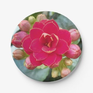Kalanchoe-Blume Pappteller
