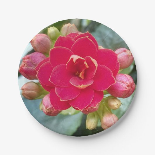 Kalanchoe-Blume Pappteller (Vorderseite)