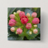 Kalanchoe Buds Button (Vorderseite)