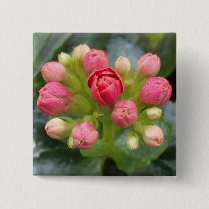 Kalanchoe Buds Button