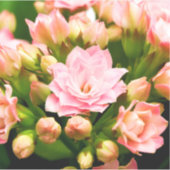 Kalanchoe calandiva aufkleber (Vorderseite)