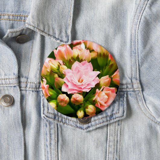 Kalanchoe calandiva button (Beispiel)