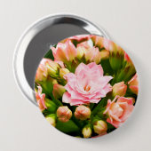 Kalanchoe calandiva button (Vorne & Hinten)