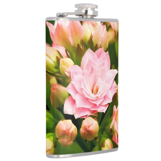 Kalanchoe calandiva flachmann (Rechts)