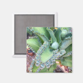 Kalanchoe Magnet (Vorderseite/Rückseite)