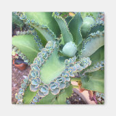 Kalanchoe Magnet (Vorne)