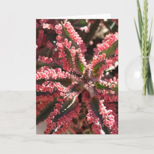 Kalanchoe "Schmetterling Wings" notecard Karte