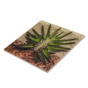 Kalanchoe Überraschung Keramik Tile Fliese