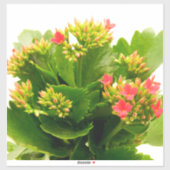 Kalanchos Aufkleber (Blatt)