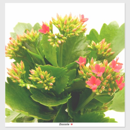 Kalanchos Aufkleber (Blatt)