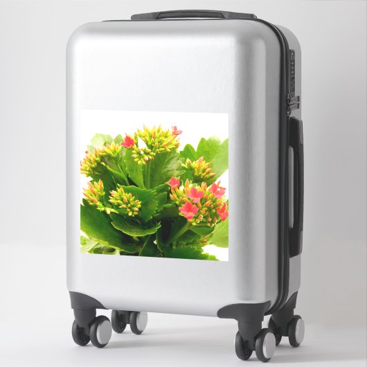 Kalanchos Aufkleber (Koffer)