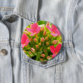 Kalanchos Button (Beispiel)