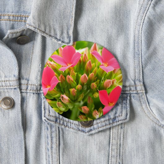 Kalanchos Button (Beispiel)