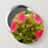 Kalanchos Button (Vorne & Hinten)