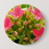 Kalanchos Button (Vorderseite)