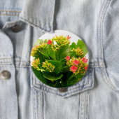 Kalanchos Button (Beispiel)