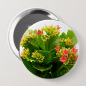 Kalanchos Button (Vorne & Hinten)
