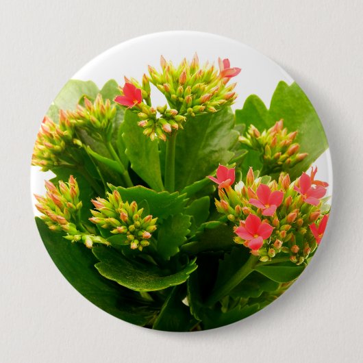 Kalanchos Button (Vorderseite)