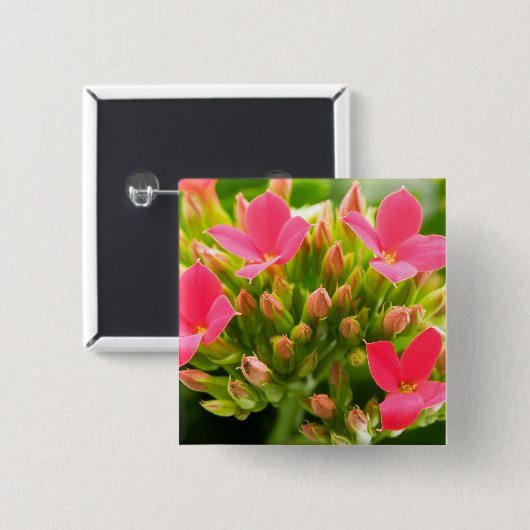 Kalanchos Button (Vorne & Hinten)