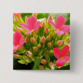 Kalanchos Button (Vorderseite)