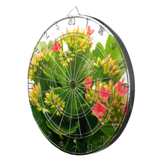 Kalanchos Dartscheibe (Vorderseite rechts)