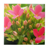 Kalanchos Fliese (Vorderseite)