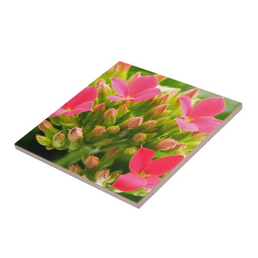 Kalanchos Fliese (Seite)