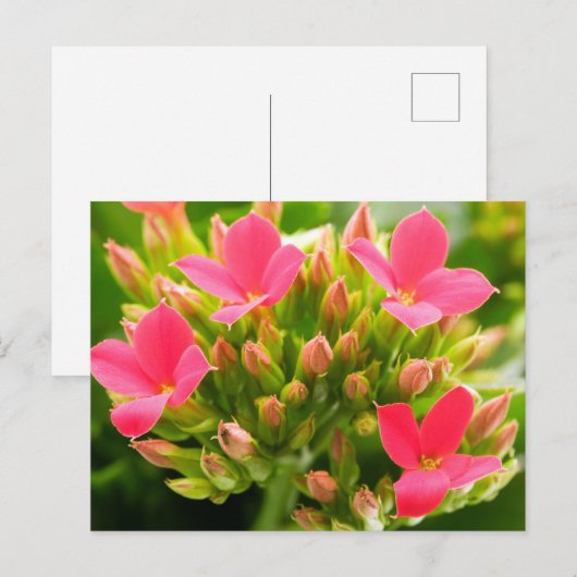 Kalanchos Postkarte (Vorne/Hinten)