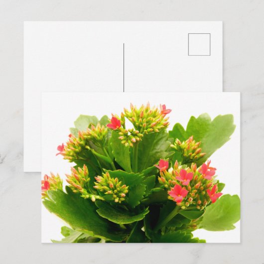 Kalanchos Postkarte (Vorne/Hinten)