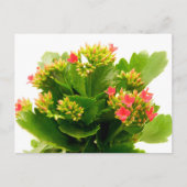 Kalanchos Postkarte (Vorderseite)