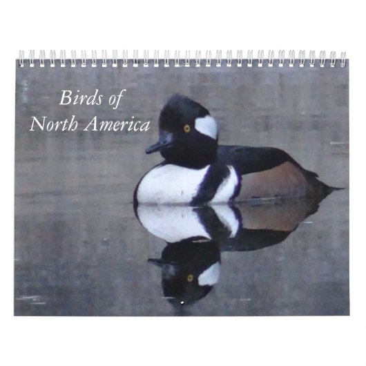 Kalandarzeitvögel in Nordamerika Kalender (Titelbild)