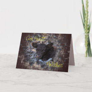 Kalb 5896 Quincys Pinzgauer - machen Sie jede Karte