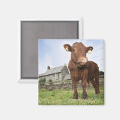 Kalb auf Wiese stehend Magnet (Vorderseite/Rückseite)