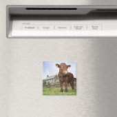 Kalb auf Wiese stehend Magnet (In Situ (Geschirrspüler))