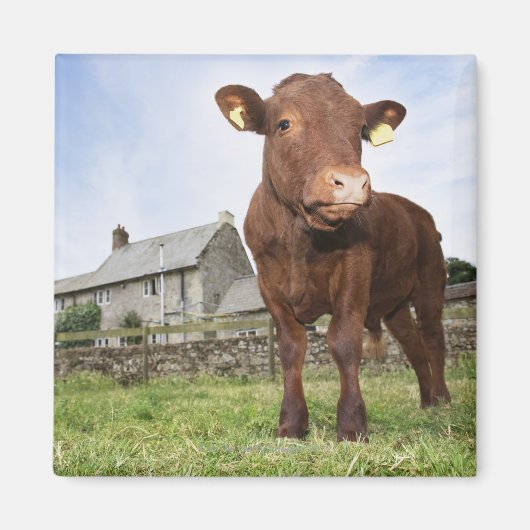 Kalb auf Wiese stehend Magnet (Vorne)