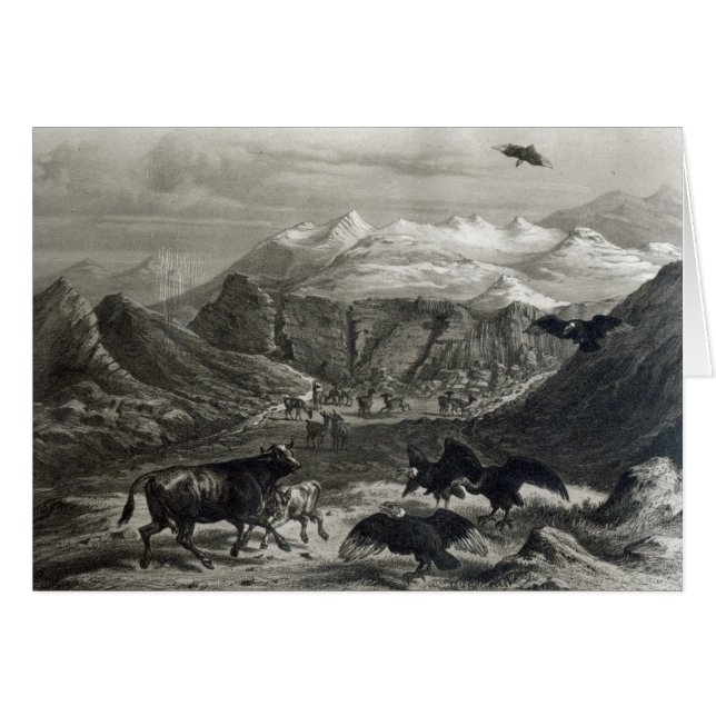 Kalb, das durch die Kondore angegriffen wird (Vorderseite (Horizontal))