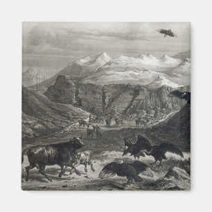 Kalb, das durch die Kondore angegriffen wird Magnet