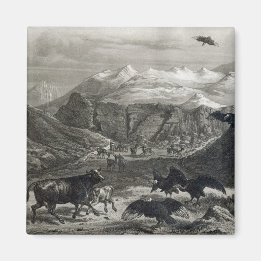 Kalb, das von den Condors angegriffen wird Magnet (Vorne)