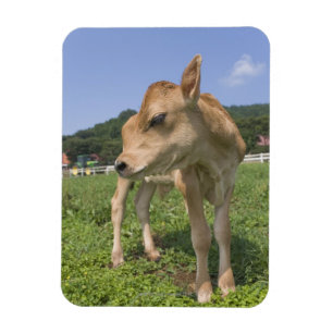 Kalb stehend magnet