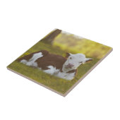 Kalb-Stillstehen Fliese (Seite)