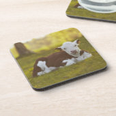 Kalb-Stillstehen Getränkeuntersetzer (Linke Seite)