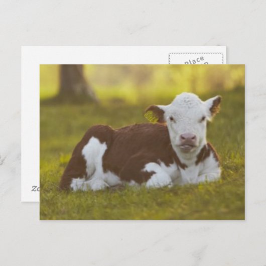 Kalb-Stillstehen Postkarte (Vorne/Hinten)