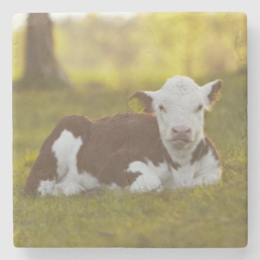 Kalb-Stillstehen Steinuntersetzer (Vorderseite)