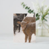 Kälber im Schnee Postkarte (Stehend Vorderseite)