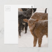 Kälber im Schnee Postkarte (Vorne/Hinten)